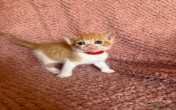 Mixed Breed cats for sale: Ginger kittens for sale - Image 6