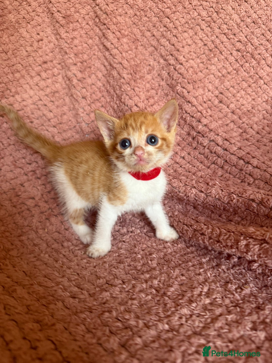 Mixed Breed cats for sale: Ginger kittens for sale - Image 6