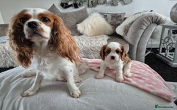 Cavalier King Charles Spaniel dogs for sale: King charles cavalier puppies - Image 5
