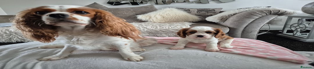 Cavalier King Charles Spaniel Puppy 2