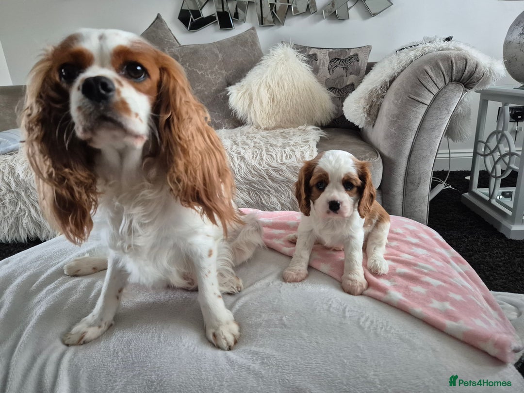 Cavalier King Charles Spaniel dogs for sale: King charles cavalier puppies - Image 5