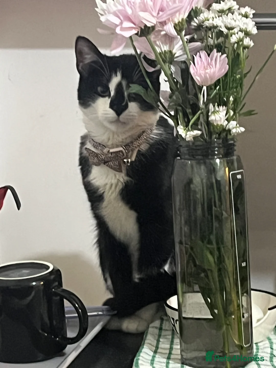 Mixed Breed cats for sale: Ragdoll X British Short Hair - Advert 8