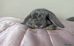 Mini Lop rabbits for sale: Gorgeous Fluffy Purebred Mini Lop bunnies - Image 8