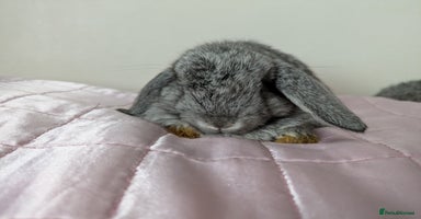 Mini Lop rabbits - Advert 8