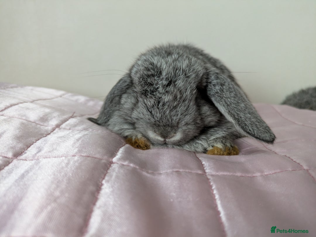 Mini Lop rabbits for sale: Gorgeous Fluffy Purebred Mini Lop bunnies - Image 8