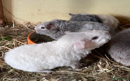 Guinea Pig rodents for sale: Baby Guinea pigs Ready now - Image 2