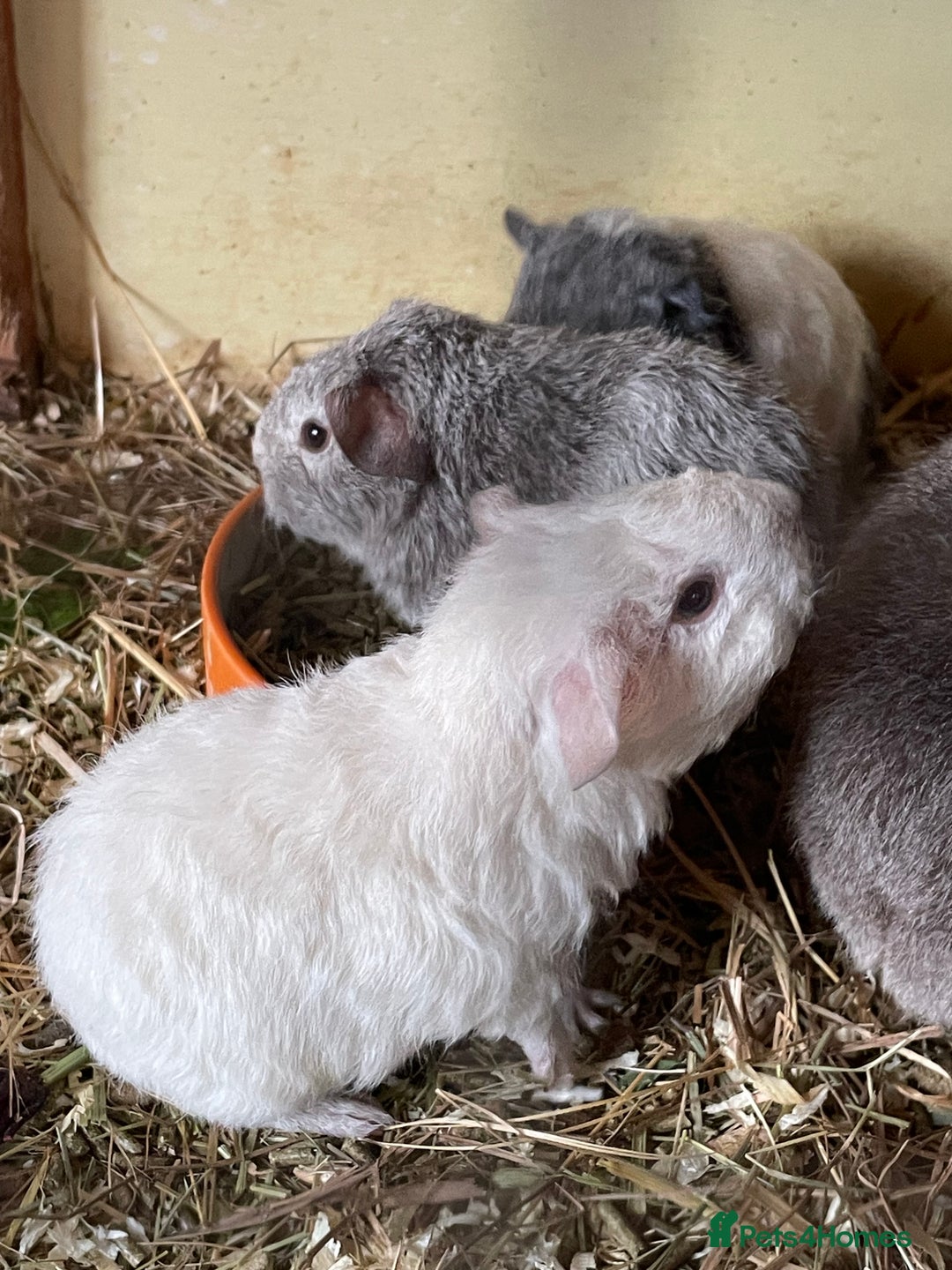 Guinea Pig rodents for sale: Baby Guinea pigs Ready now - Image 2