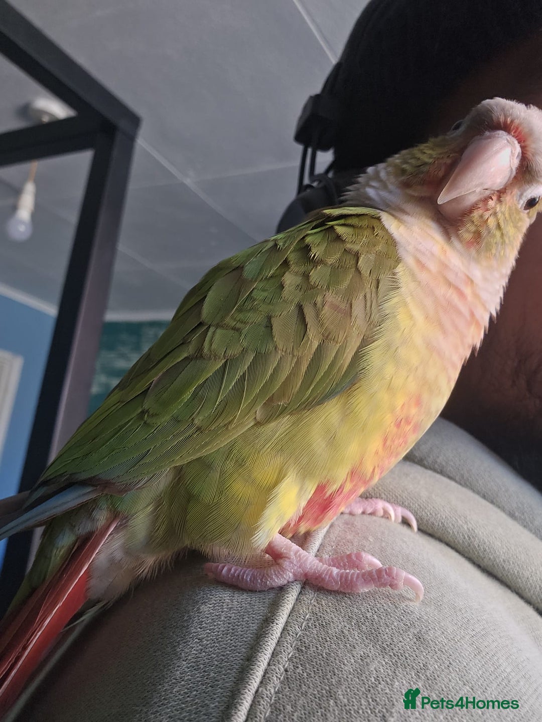 Conures birds for sale: Tame Male & Female Pineapple Conures - Image 7