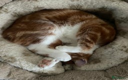 Mixed Breed cats for sale: Ginger neutered males for new home - Image 9