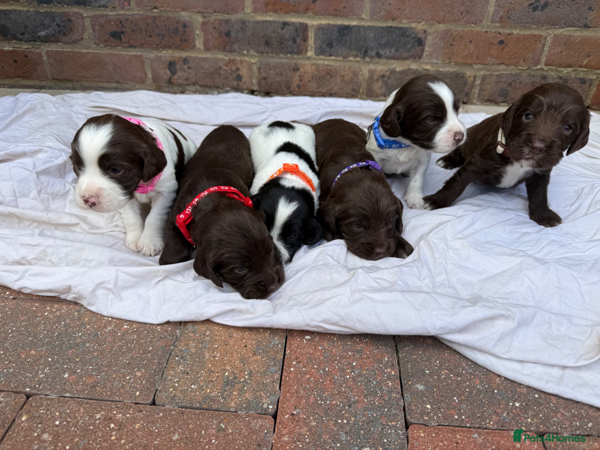 Sprocker dogs for sale: 6 beautiful sprocker - Advert 1