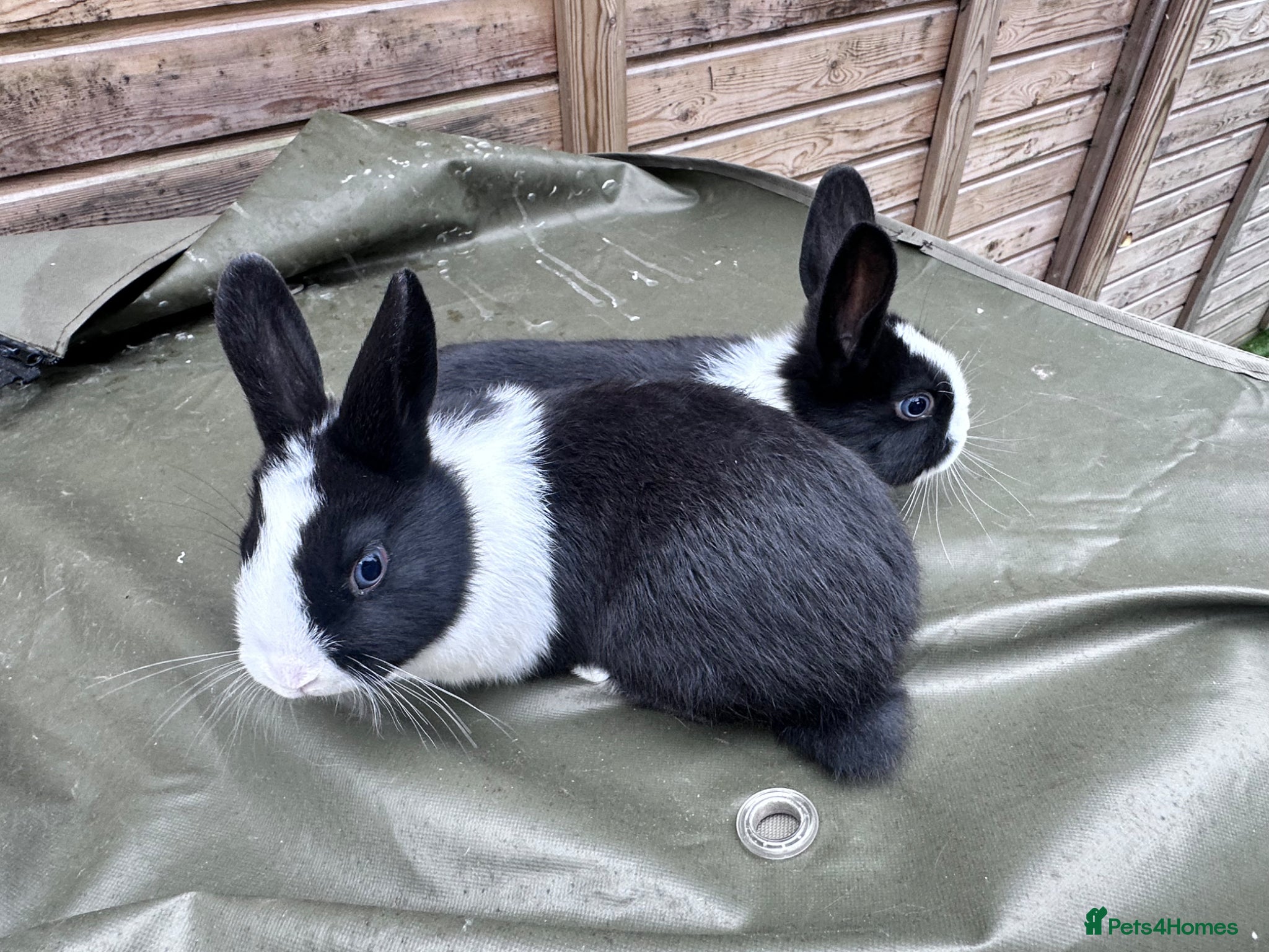 Mixed Breed rabbits Bunnies  - Advert 2