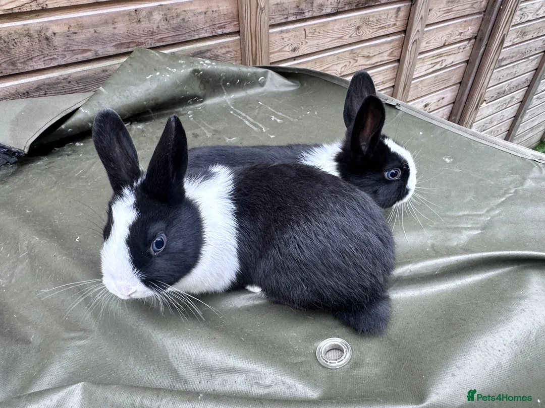 Mixed Breed rabbits for sale: Bunnies  - Advert 2
