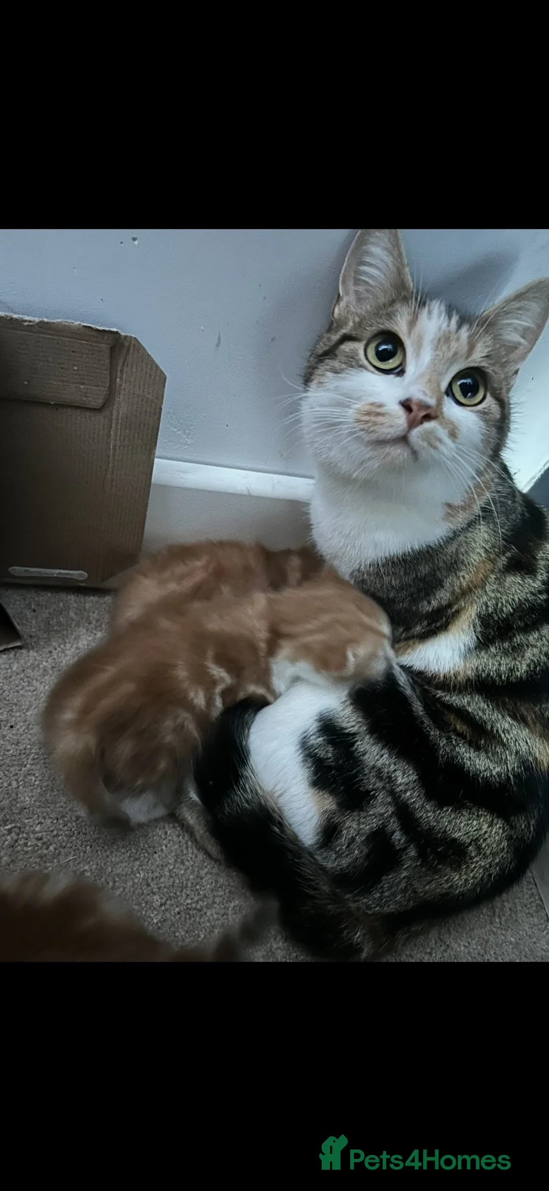 Mixed Breed cats for sale: Ready now adorable kittens - Advert 13