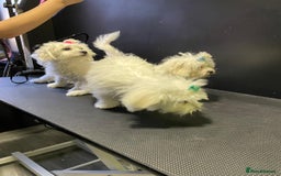 Maltese dogs for sale: Maltese puppies  - Image 10