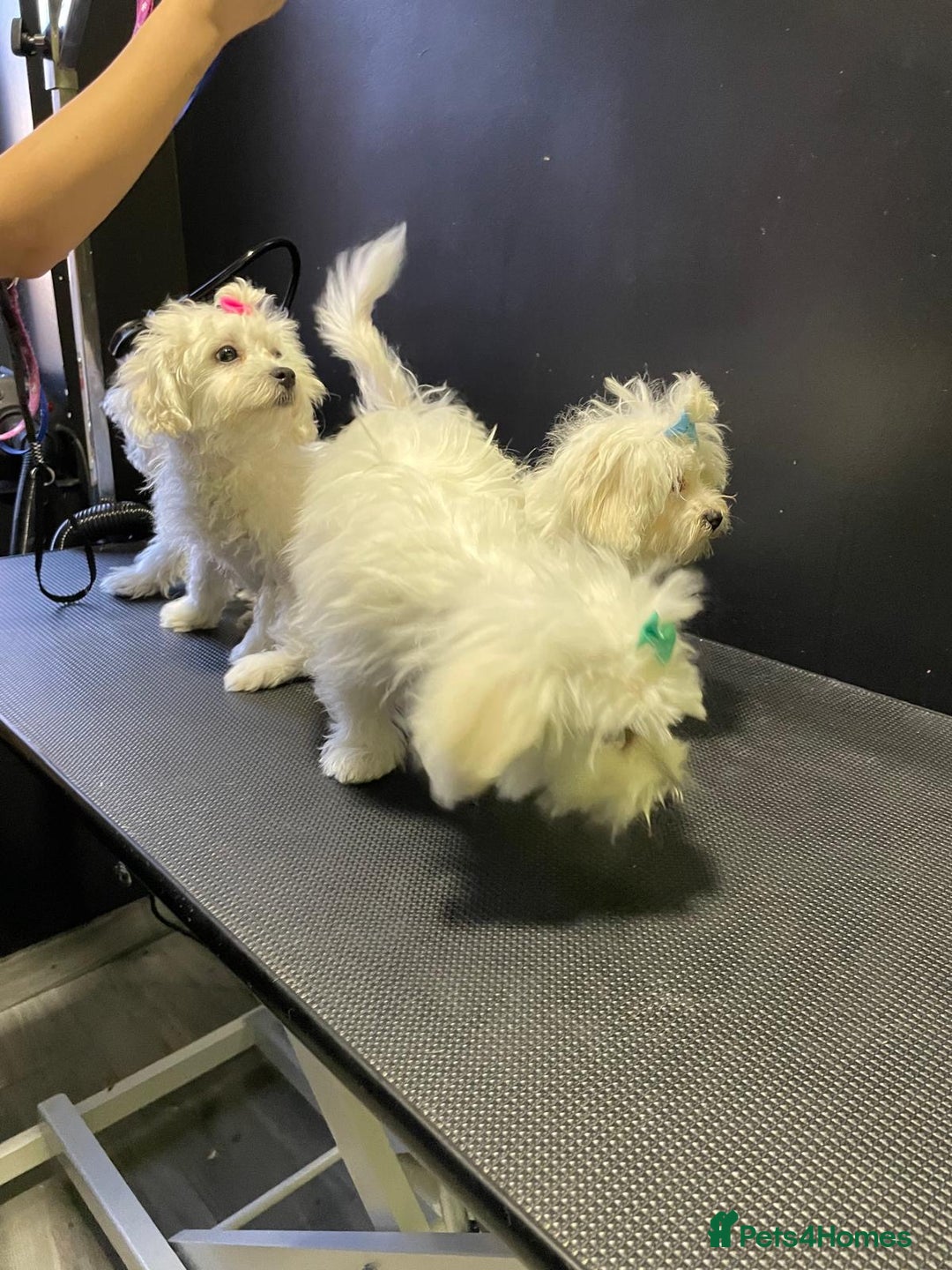 Maltese dogs for sale: Maltese puppies  - Image 10