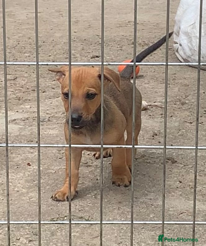Jack Russell dogs Jack Russel / Dachshund puppies - Advert 1