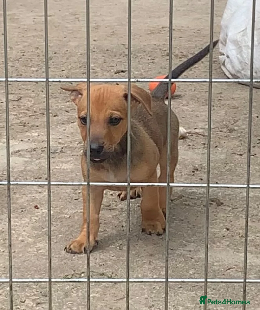 Jack Russell dogs for sale: Jack Russel / Dachshund puppies - Advert 1