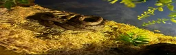 Corn Snake reptiles for sale: Male and Female corn Snakes - Advert 1