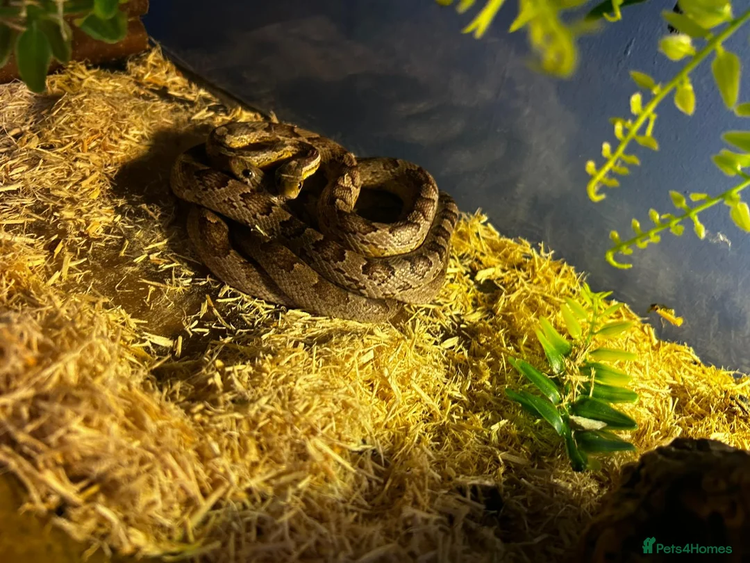 Corn Snake reptiles for sale: Male and Female corn Snakes - Advert 1