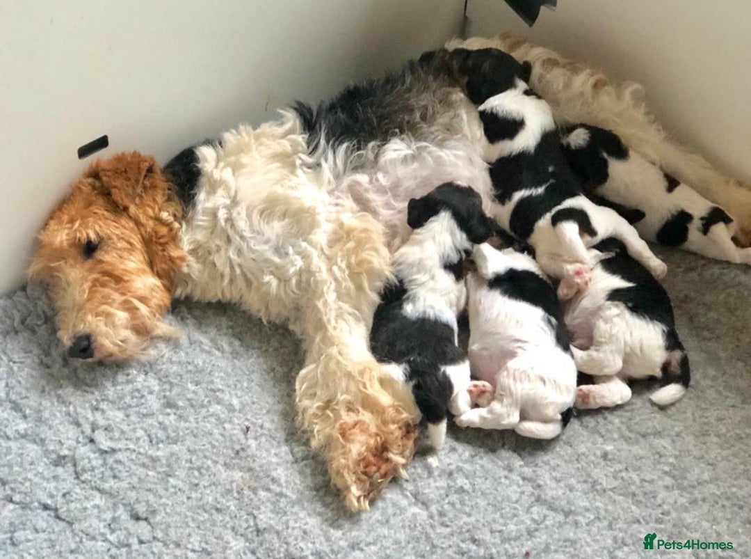 Fox Terrier dogs for sale: Adorable Wire Fox Terrier Puppies for Sale! - Image 2