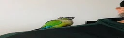 Conures birds for sale: Beautiful Hand Reared Green Cheek Conures for sale - Advert 6