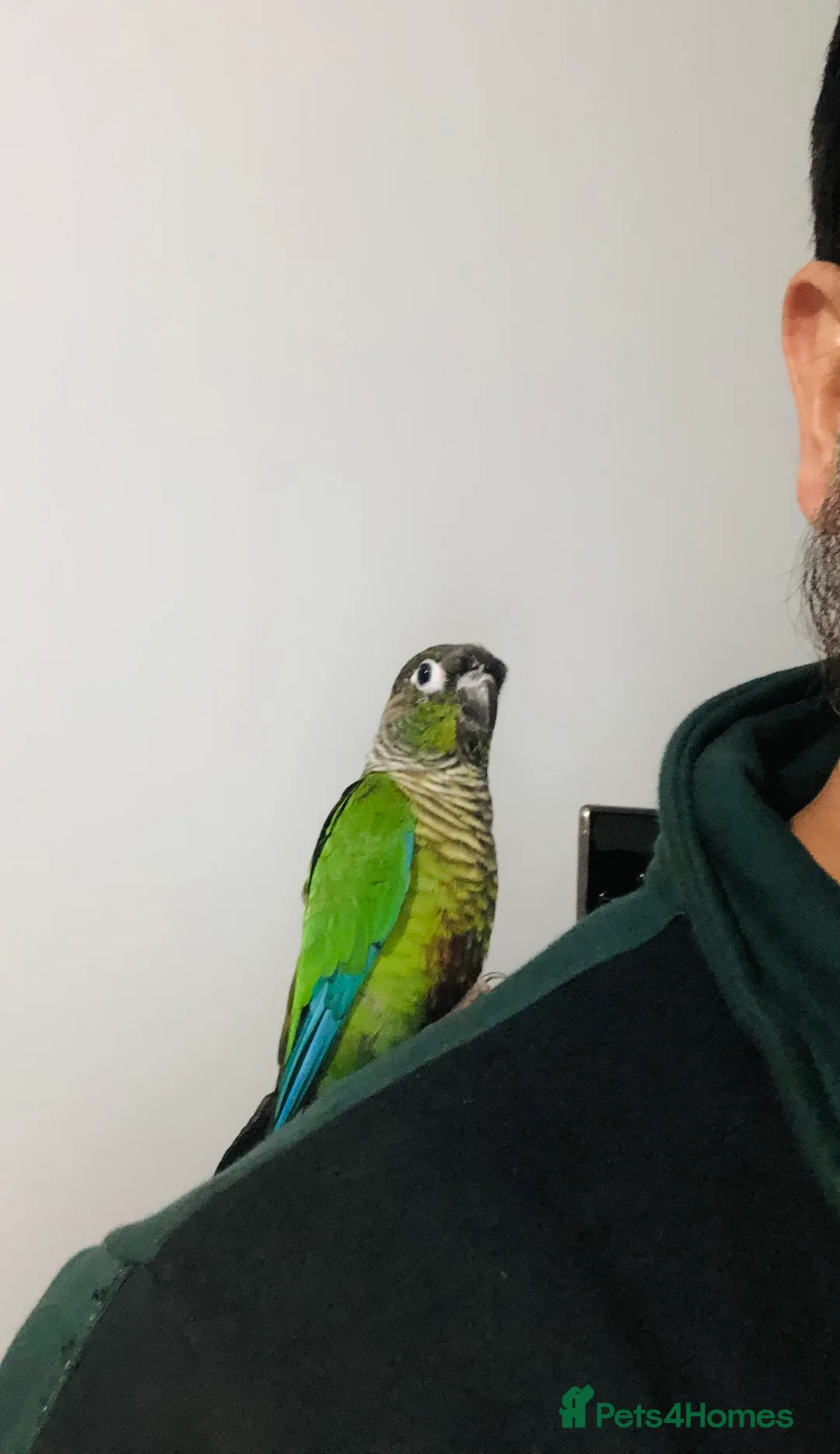 Conures birds for sale: Beautiful Hand Reared Green Cheek Conures for sale - Advert 6