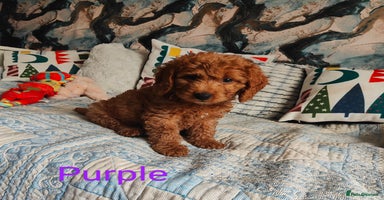 Cockapoo dogs - Advert 4