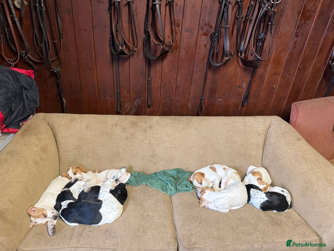 Pointer dogs for sale: Gorgeous English Pointers - Advert 12