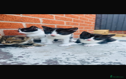 Domestic Shorthair cats for sale: Kittens looking for a loving home - Image 4