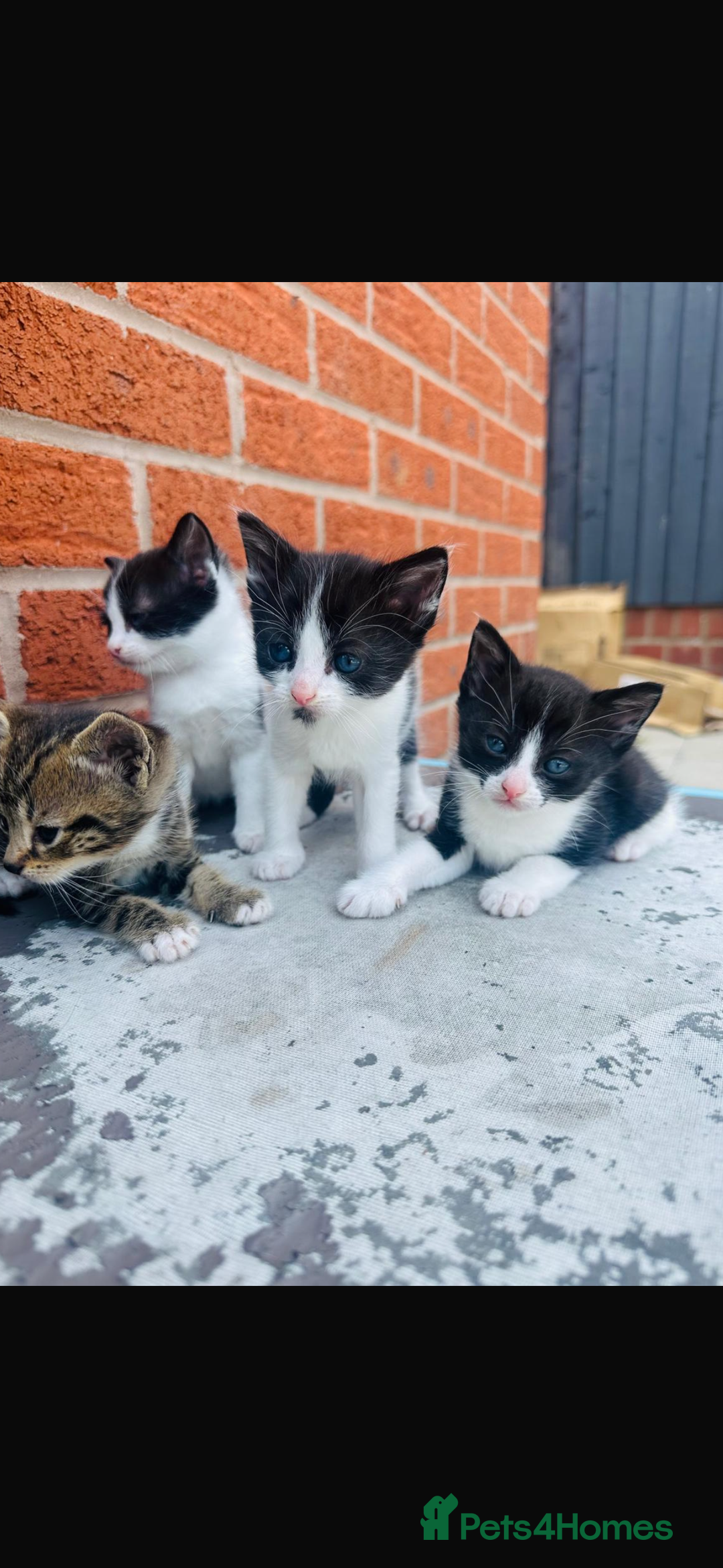Domestic Shorthair cats for sale: Kittens looking for a loving home - Image 4