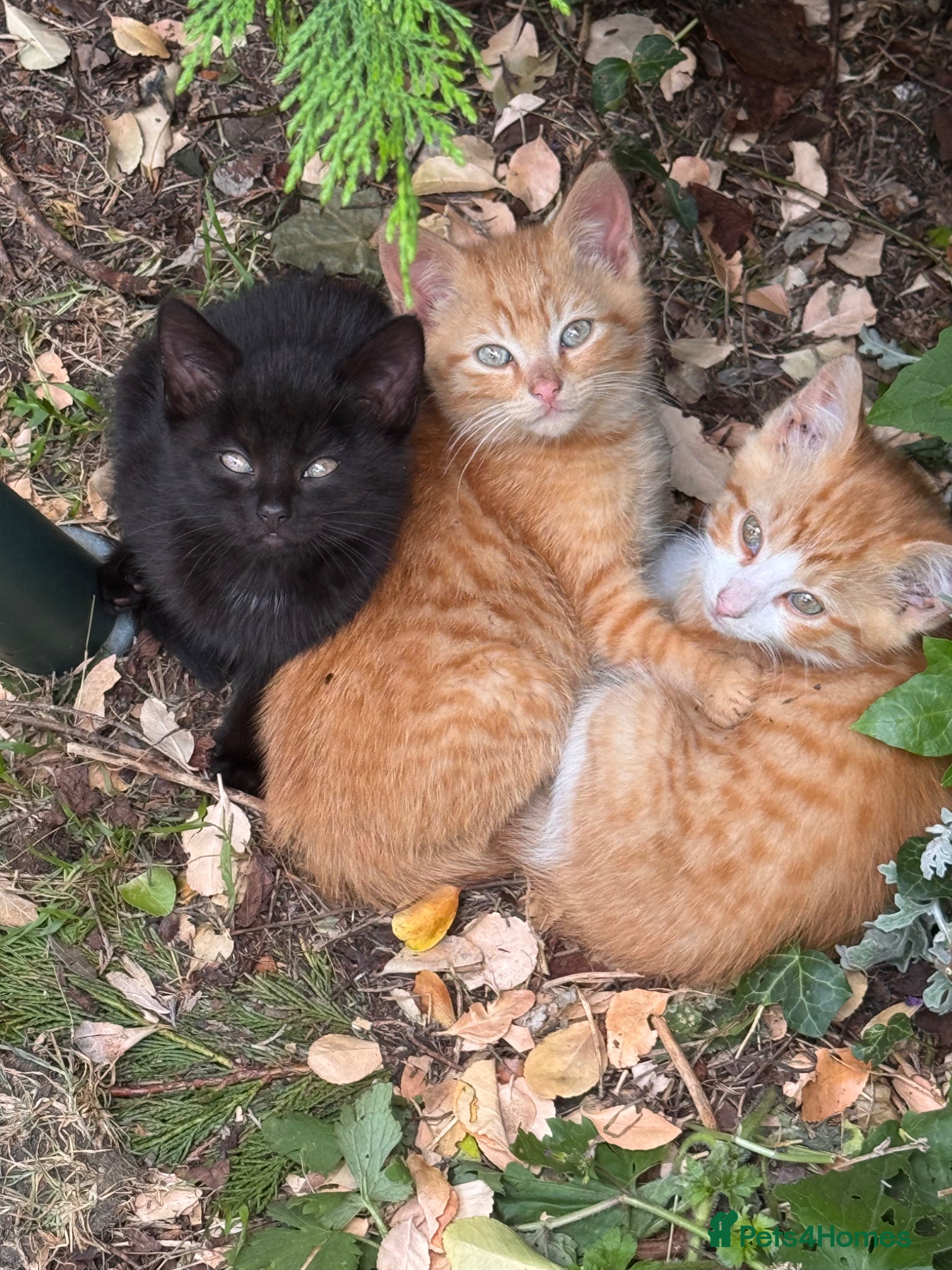 Mixed Breed cats Stunning Sheba female kitten - Advert 12