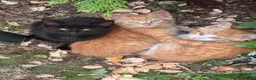Mixed Breed cats for sale: Stunning Sheba female kitten - Advert 3