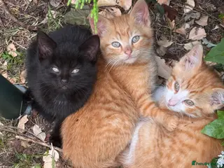 Mixed Breed cats Stunning Sheba female kitten - Advert 12