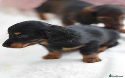 Miniature Dachshund dogs for sale: Gorgeous Longhair Miniature Dachshund Girls - Image 18