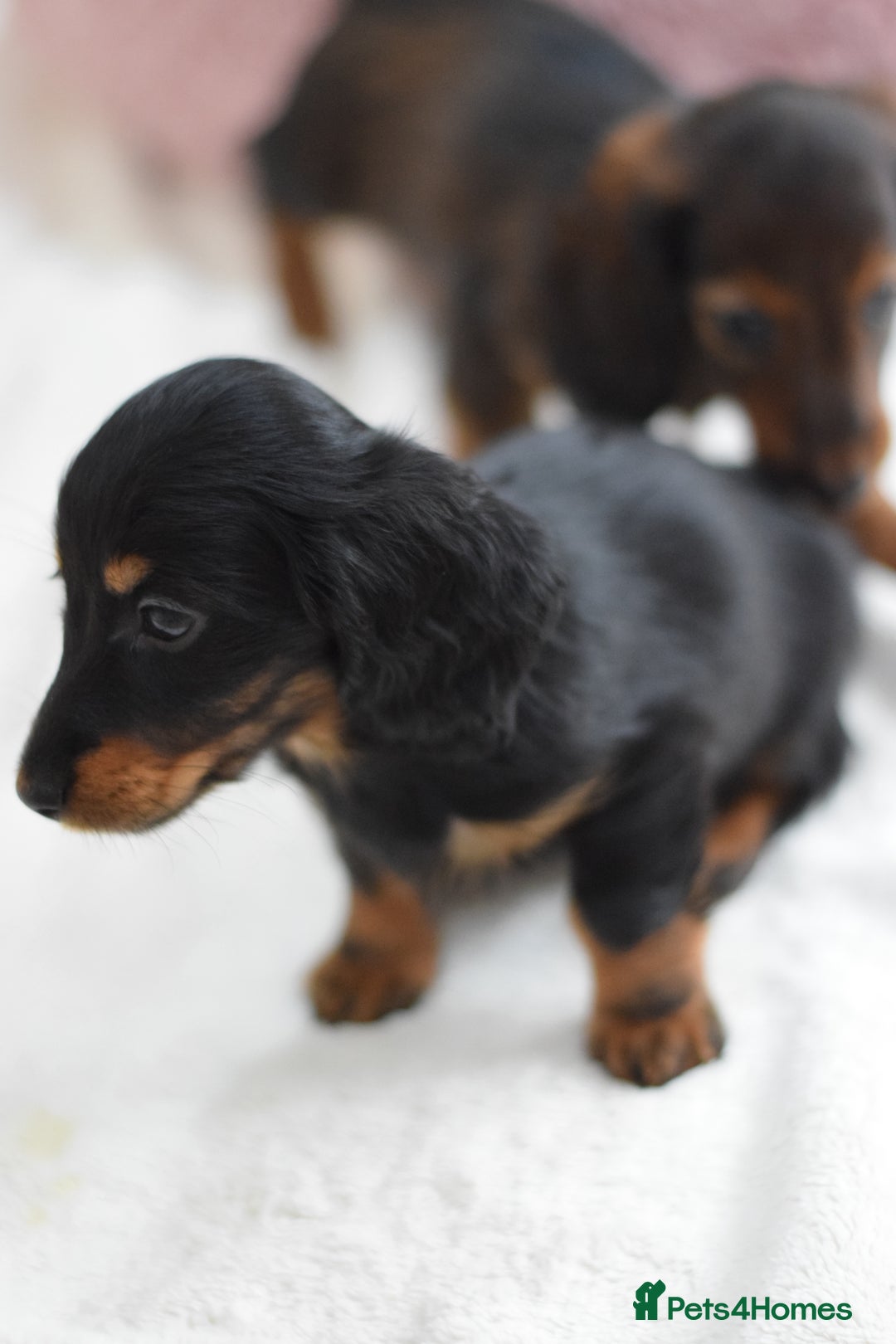 Miniature Dachshund dogs for sale: Gorgeous Longhair Miniature Dachshund Girls - Image 18