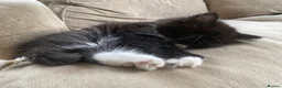Mixed Breed cats for sale: Last in litter, long haired part Maine coon male  in Eastbourne - Advert 5