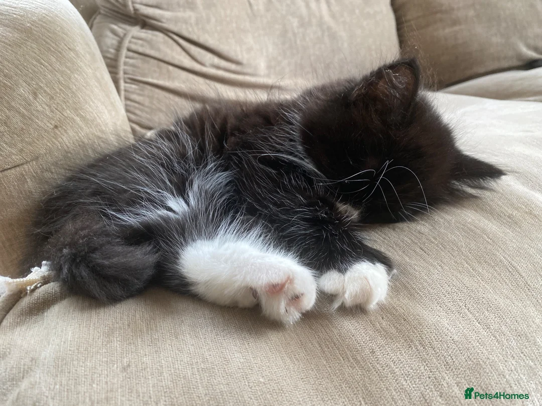 Mixed Breed cats for sale: Last in litter, long haired part Maine coon male  in Eastbourne - Advert 5