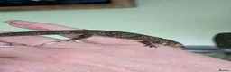 Gecko reptiles for sale: Eurydactylodes agricolae  - Advert 6