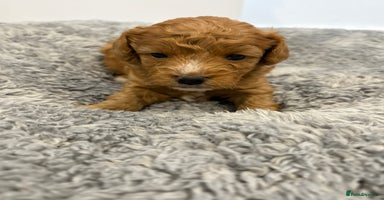 Cavapoo dogs - Advert 2
