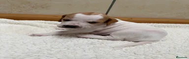 Pointer Puppy 2