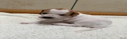 Pointer dogs for sale: Pointer pups | Working & Champion Bloodlines  - Advert 36