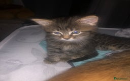 Bengal cats for sale: Beautiful and cheeky  - Image 3