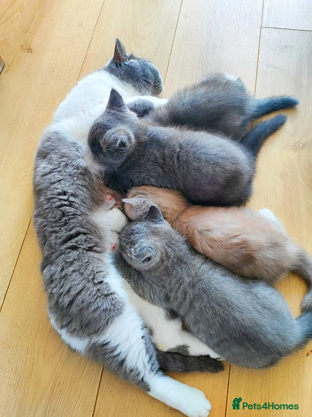 British Shorthair cats for sale: British Shorthair - Advert 8