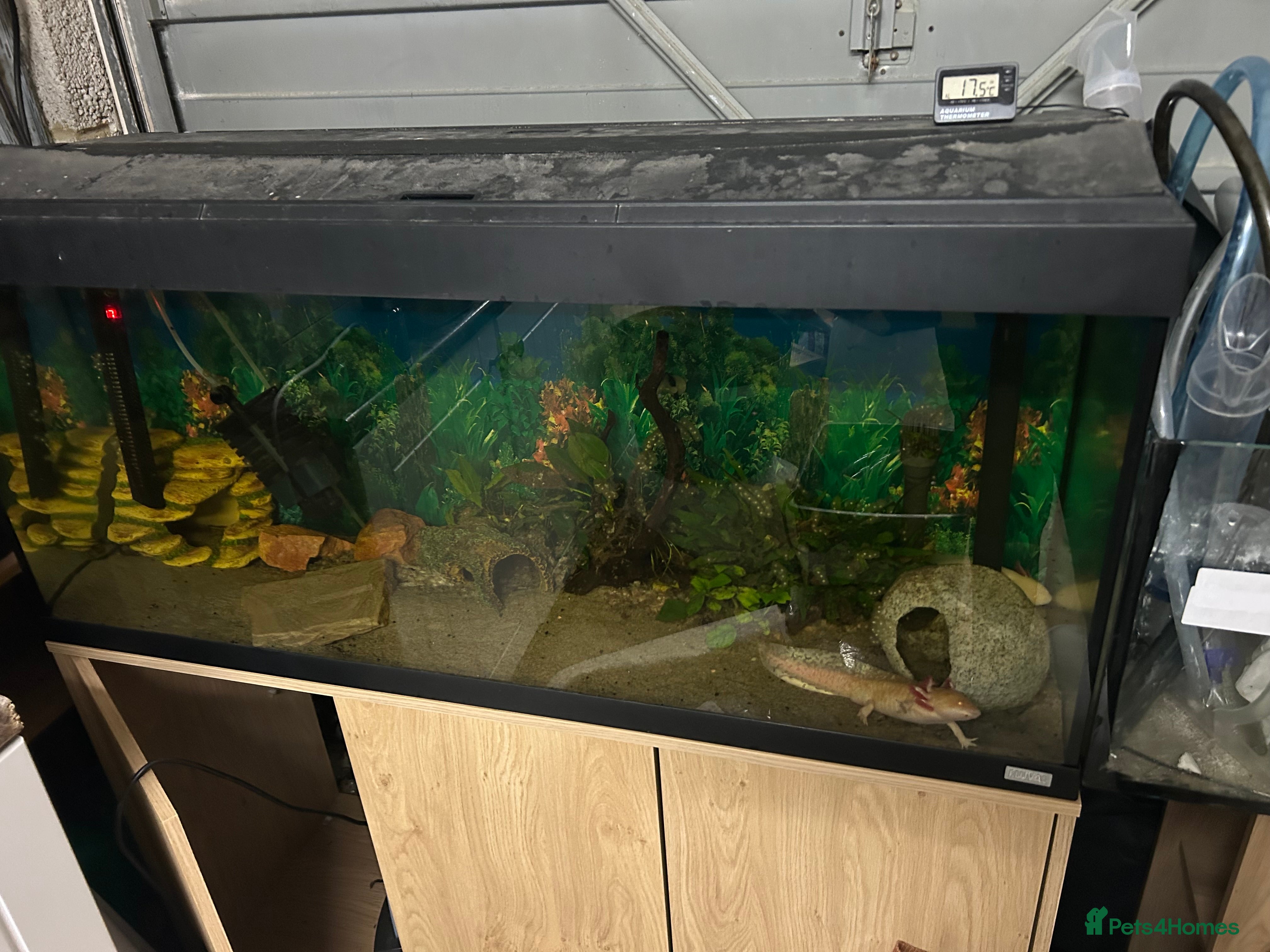 Gecko reptiles Axolotls - Advert 5