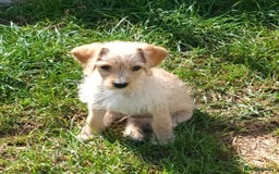 Jackapoo dogs for sale: Golden Male Jack-A-Poo Puppy - Image 6