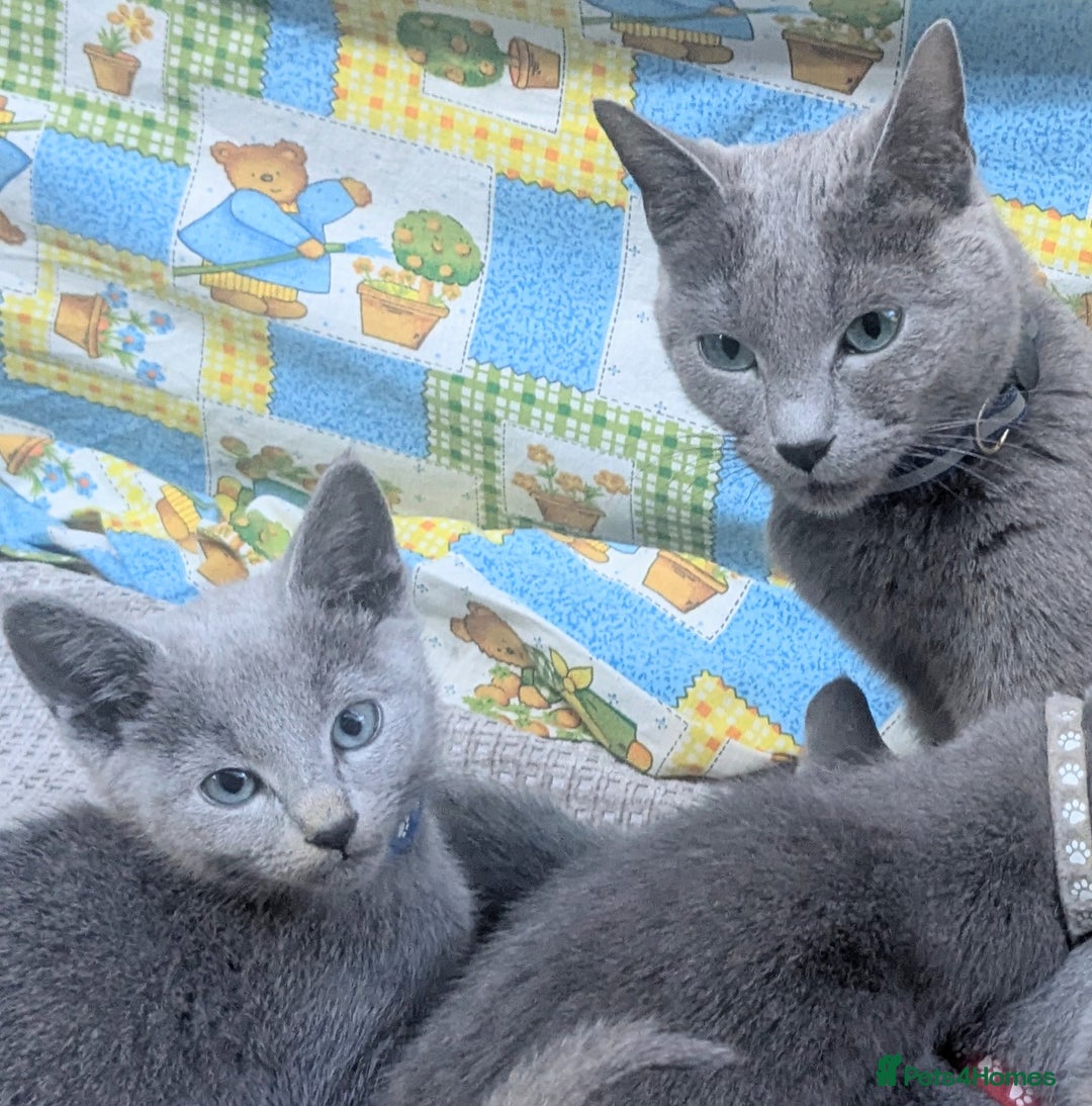 Russian Blue cats for sale: RB kittens Pedigree London  - Image 11