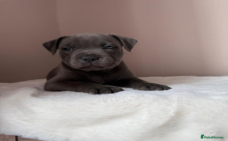 Staffordshire Bull Terrier dogs - Advert 14