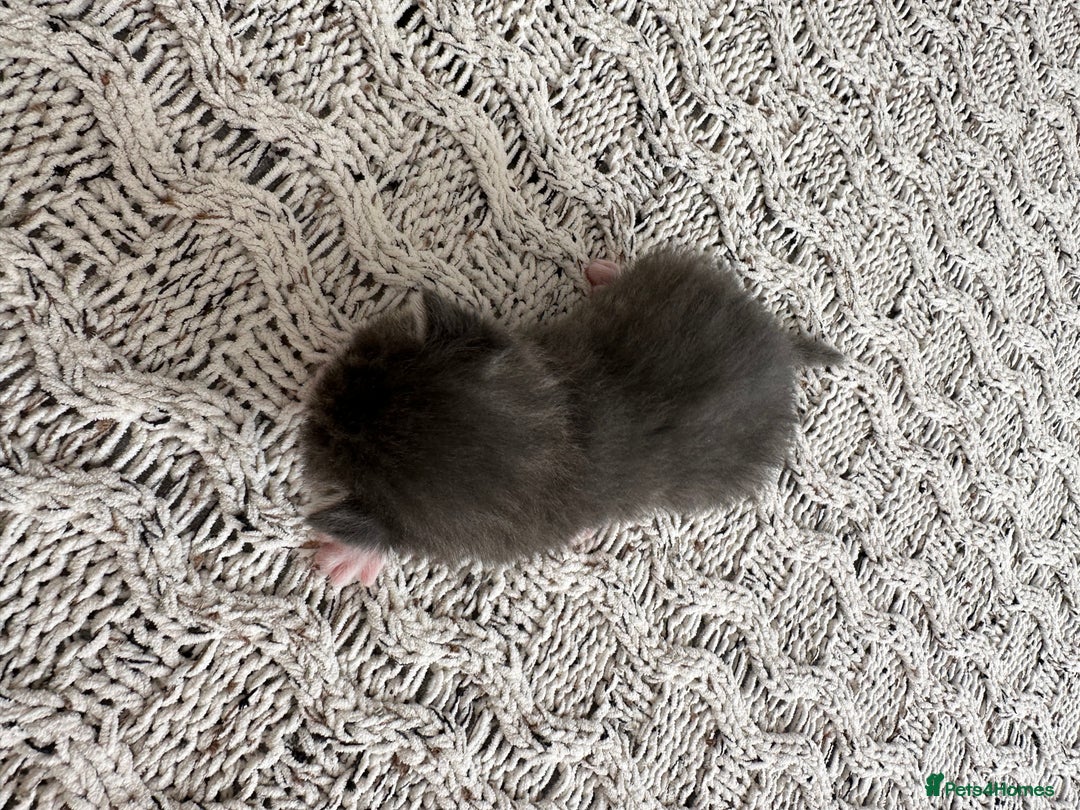 British Shorthair cats for sale: British Short kittens - Image 14