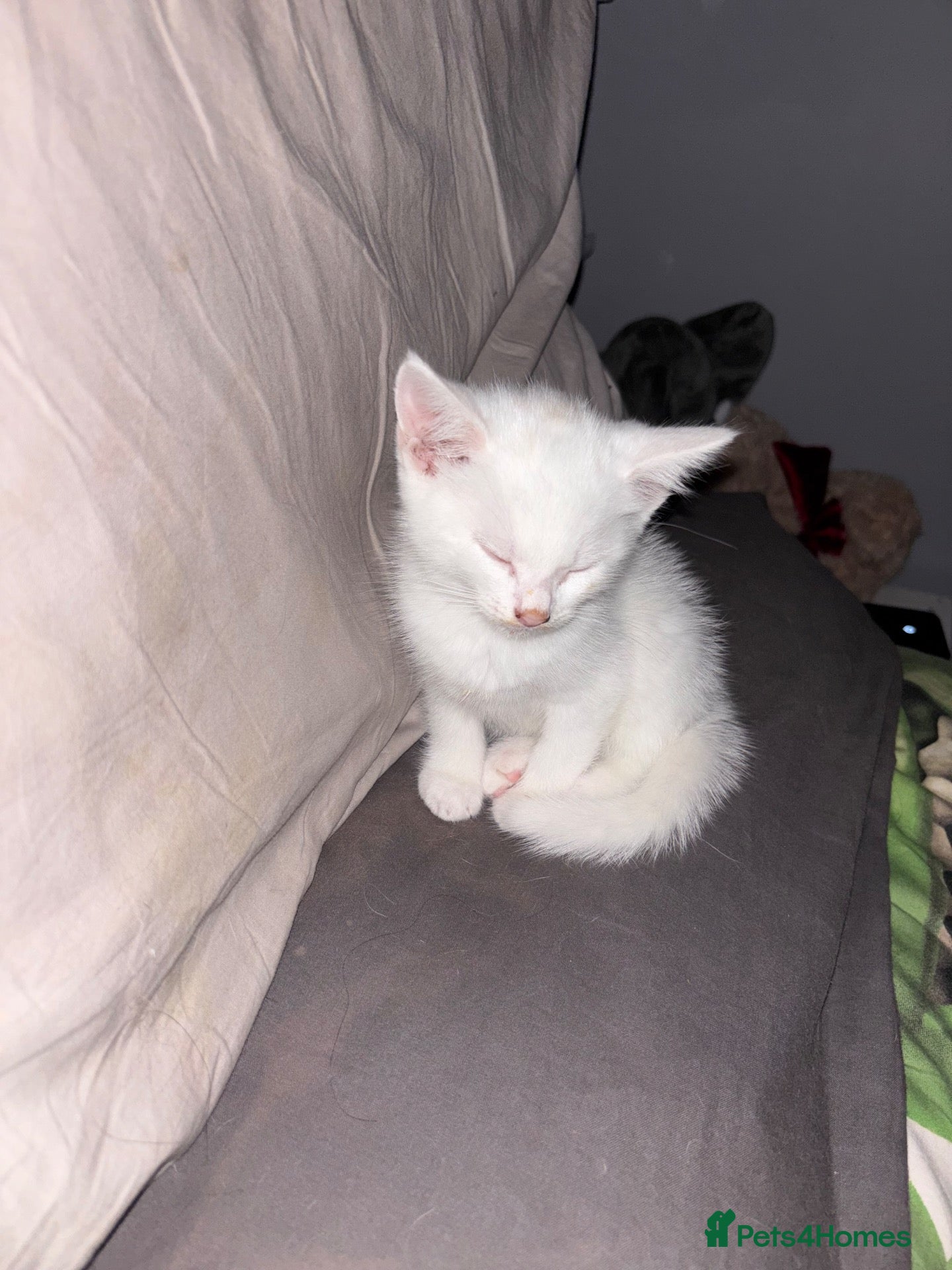 Mixed Breed cats Male kitten - Advert 2