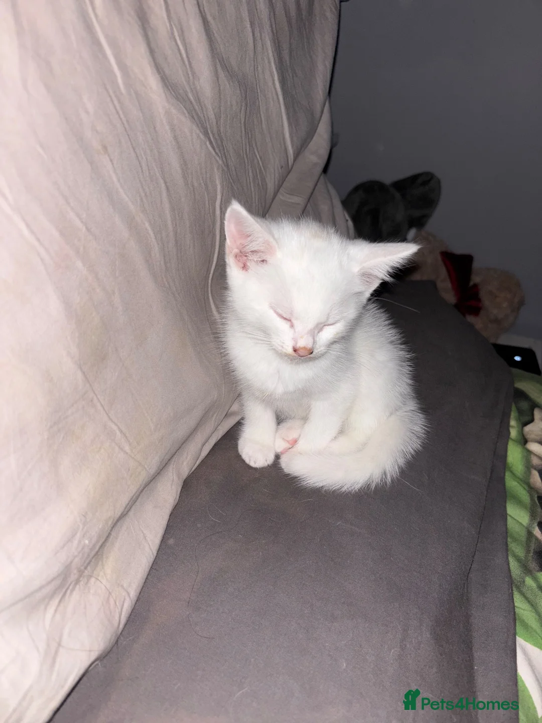 Mixed Breed cats for sale: Male kitten - Advert 1